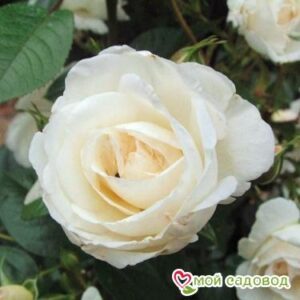 Роза Спрей белый в Нижнем Новгороде