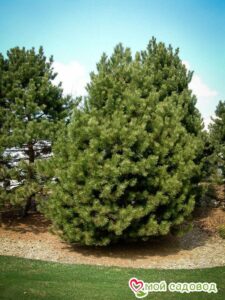 Сосна Чёрная (Pinus Nigra) в Нижнем Новгороде