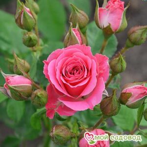 Роза Спрей розовый в Нижнем Новгороде