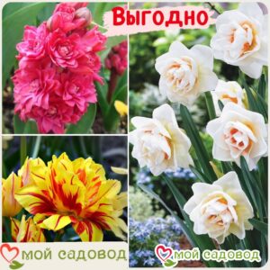Весенний набор луковичных цветов в Нижнем Новгороде