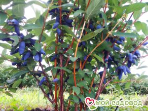 Жимолость Медовая ягода в Нижнем Новгороде